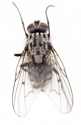 Réf. 334 170 : Phaonia trimaculata